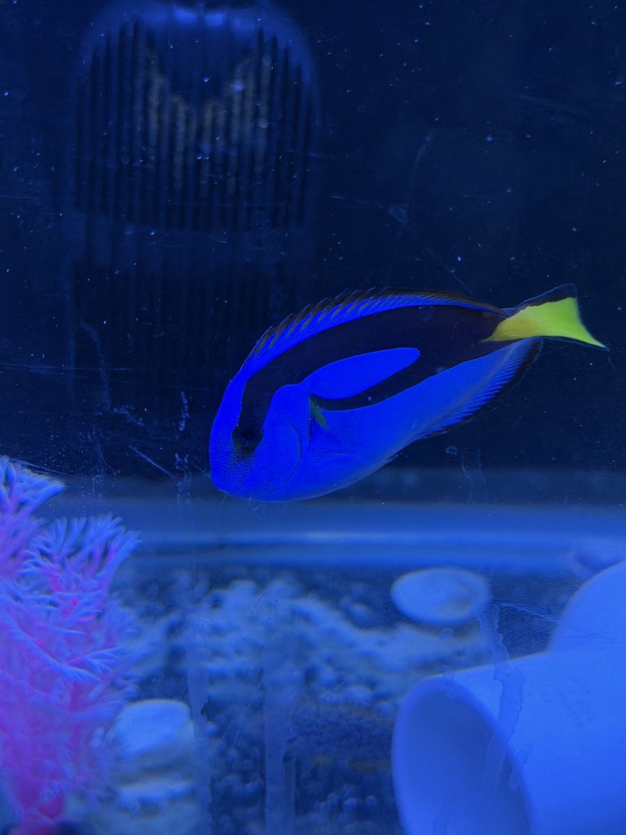 Blue Tang
