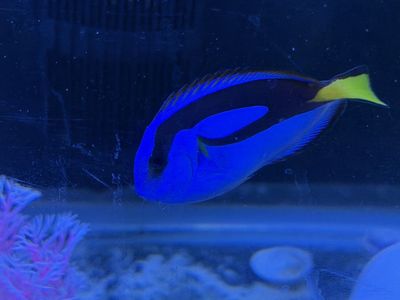 Blue Tang