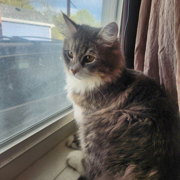 hypoallergenic siberian cat