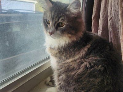 hypoallergenic siberian cat