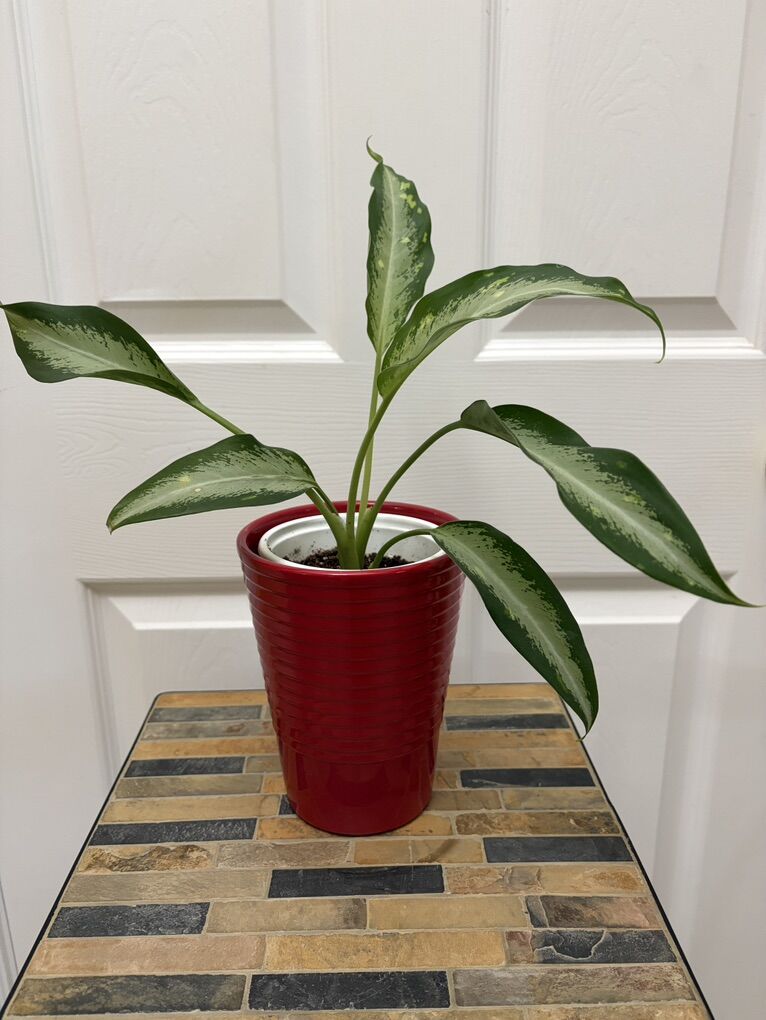 Aglaonema Rhapsody in Green plant in 4 red ceramic pot