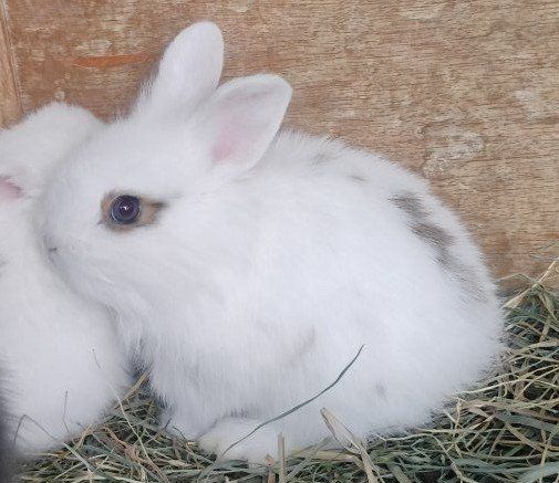 white baby bunnies for sale to good home