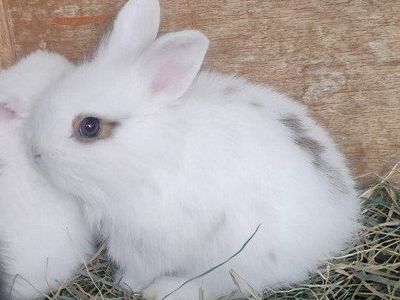 white baby bunnies for sale to good home