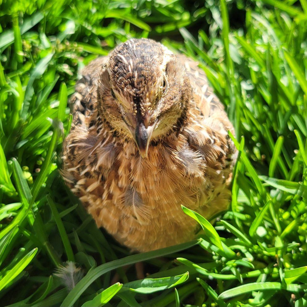 4 week old Brown Coturnix quail males