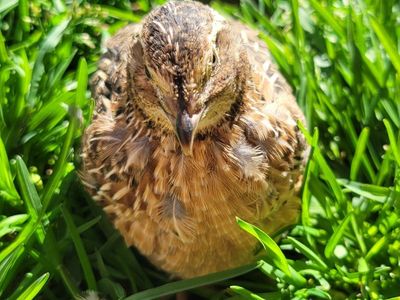 4 week old Brown Coturnix quail males