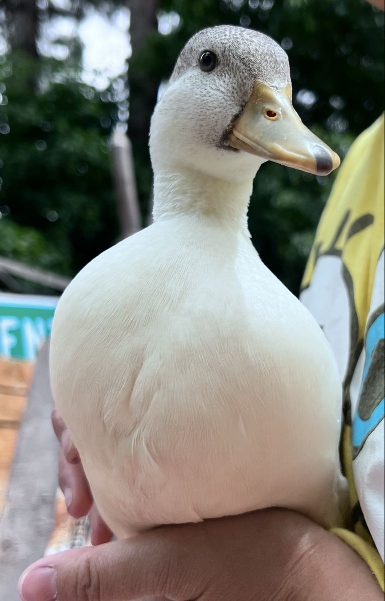 White Unique Female Call Duck Hen Available