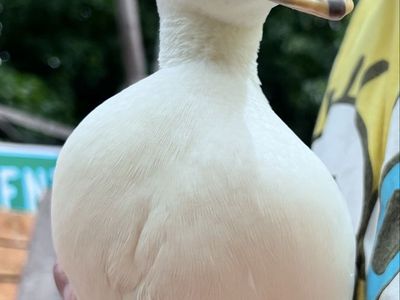 White Unique Female Call Duck Hen Available