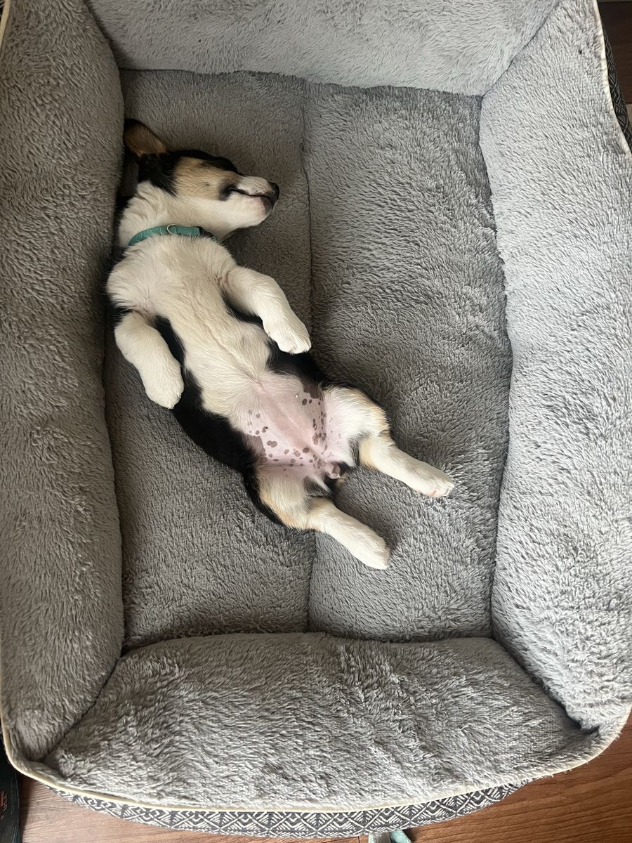 Female Corgi