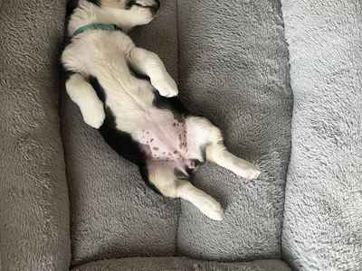 Female Corgi