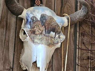 Buffalo skull