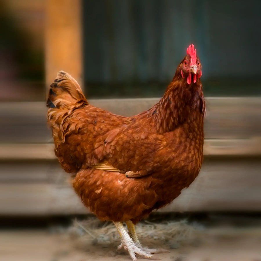 4 healthy Red chicken Hens 14-16 months old hen chickens