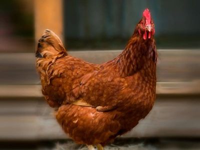 4 healthy Red chicken Hens 14-16 months old hen chickens