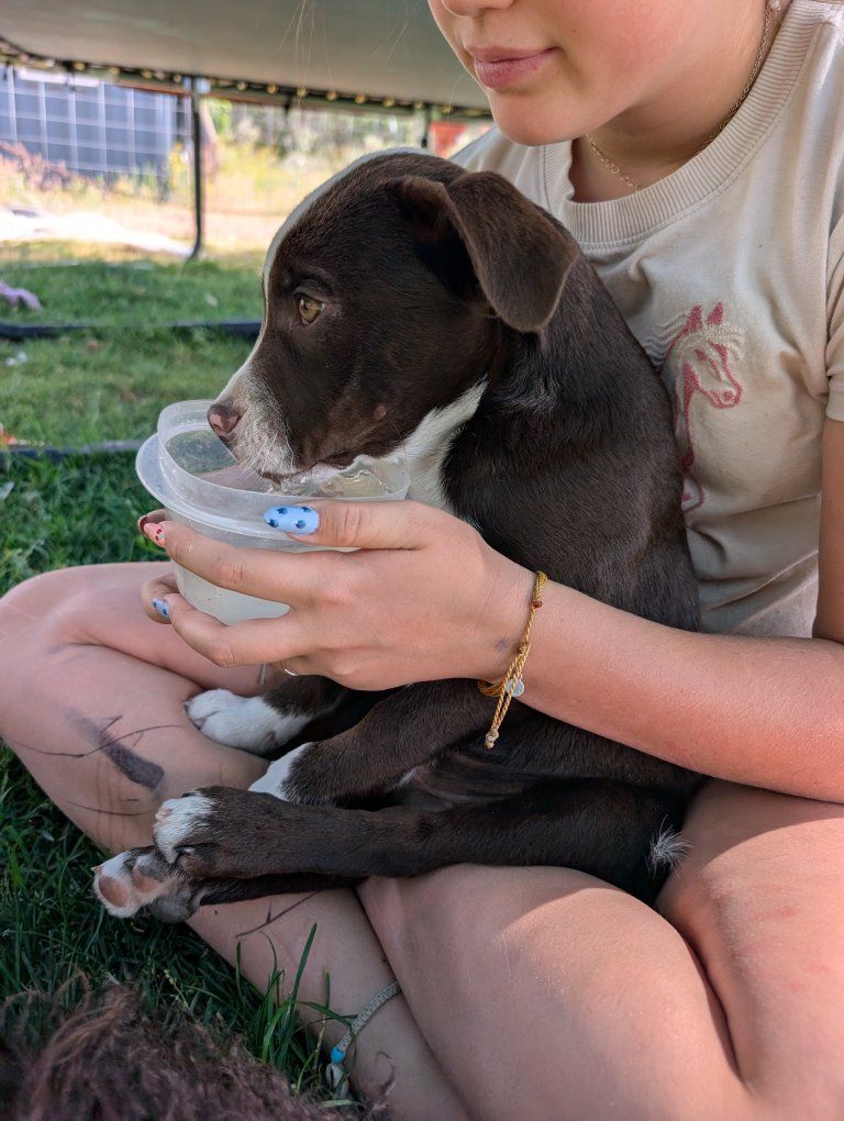 Cutie pie mini Blue Heeler/ Aussiedoodle Mix Puppies - Looking for Forever Homes!