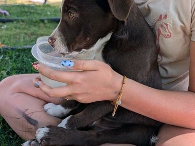 Cutie pie mini Blue Heeler/ Aussiedoodle Mix Puppies - Looking for Forever Homes!