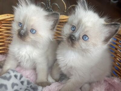 3 TINY PUREBRED RAGDOLL Teacup/size males--SUPER SWEET PUPPYLIKE LOYAL Temperaments. Shed less/less allergenic!