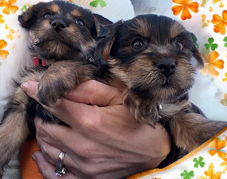 Yorkie Puppies