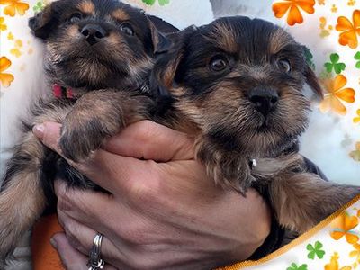 Yorkie Puppies