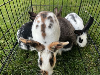 Adorable Flemish Giant/New Zealand Mix Baby Rabbits - Various Colors