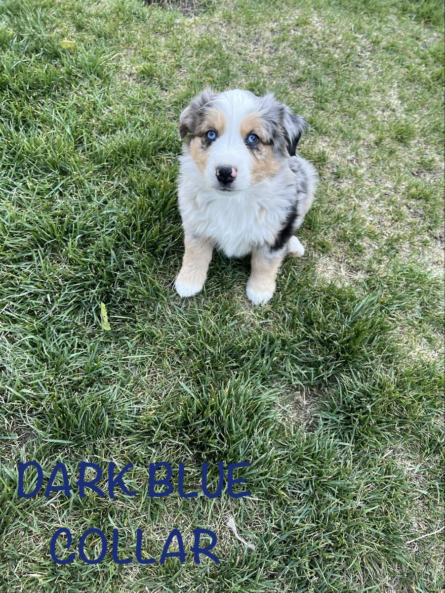 Mini Aussie Miniature Australian Shepherd Puppies