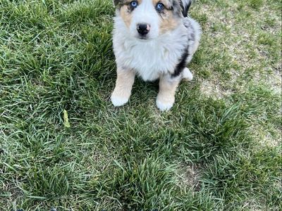 Mini Aussie Miniature Australian Shepherd Puppies