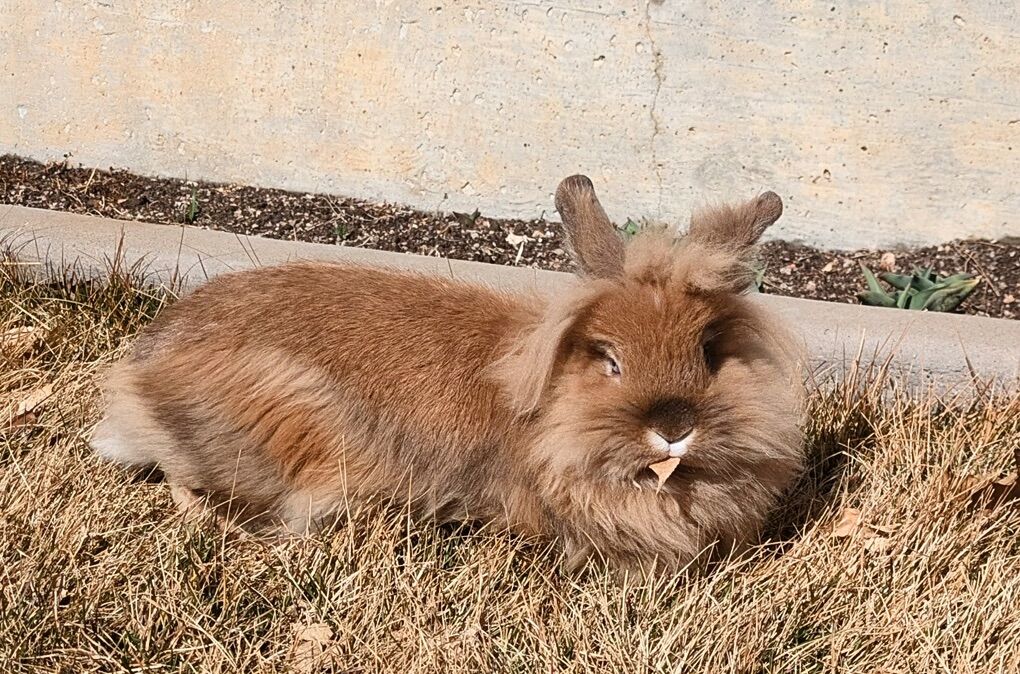 Lionhead Bunny