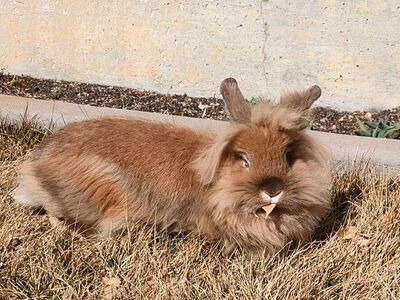 Lionhead Bunny