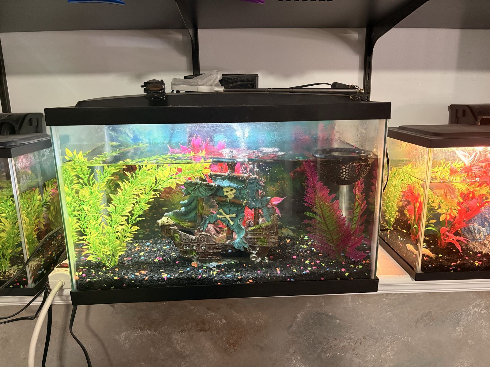 10 gallon tank and Red HalfMoon male Betta