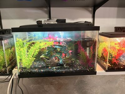 10 gallon tank and Red HalfMoon male Betta