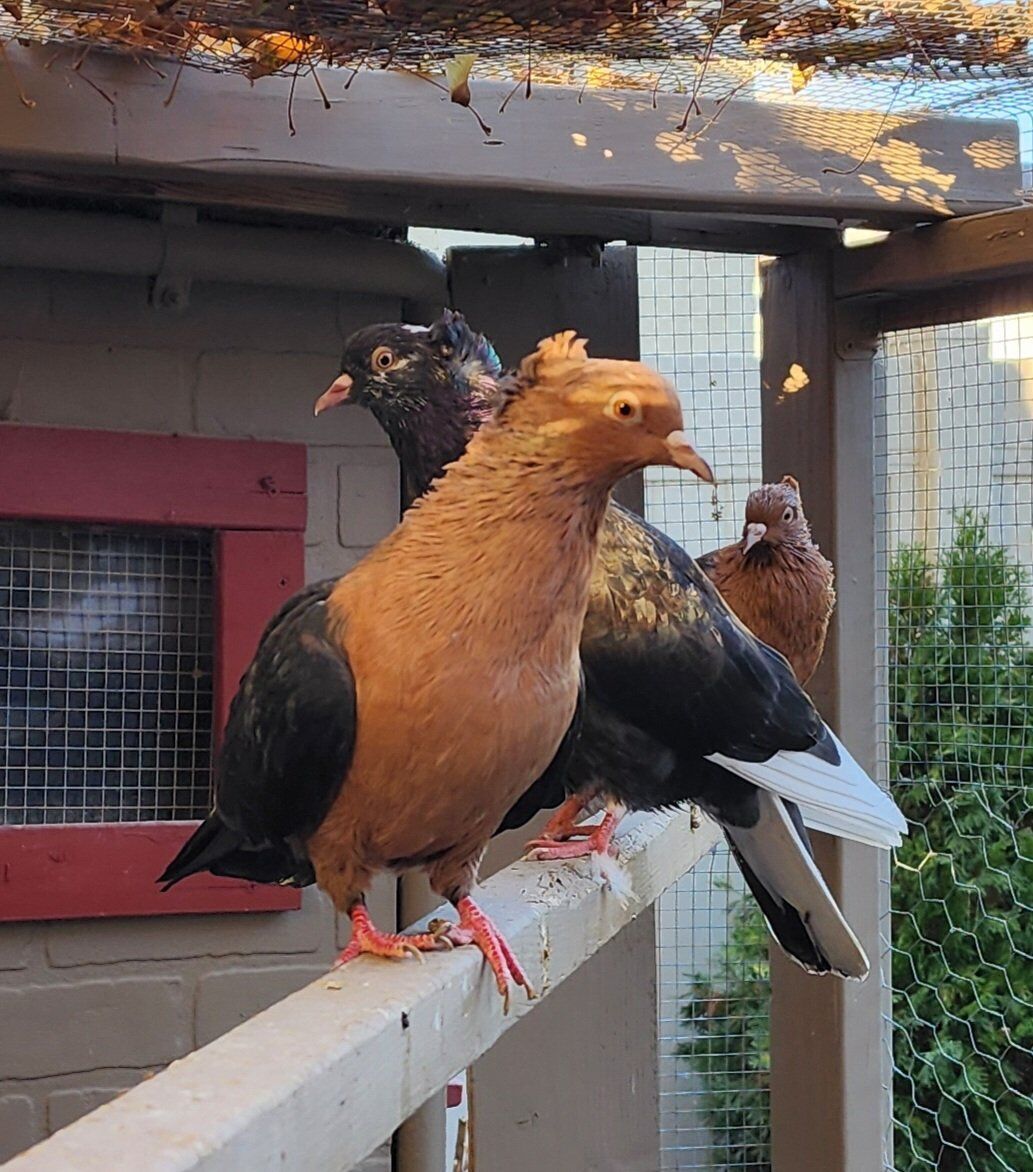 ISO Archangel Pigeons