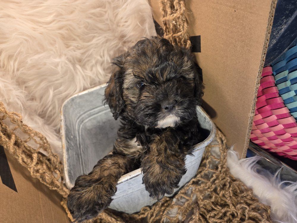 ***ZEB ***one left - cock-a-poo puppy- ready now