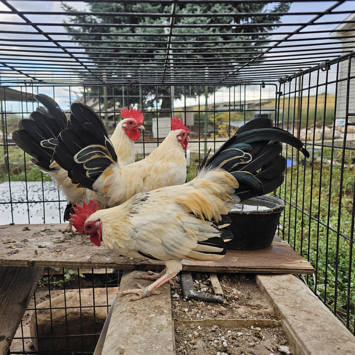 FREE 3 Bantam Roosters
