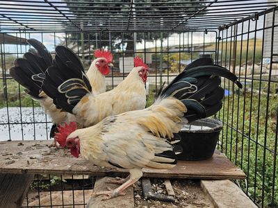 FREE 3 Bantam Roosters