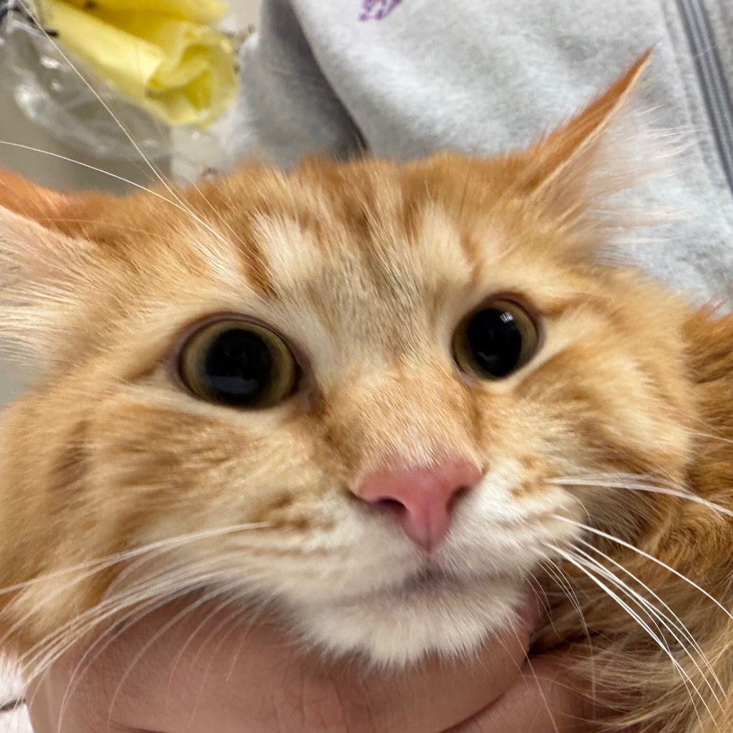 Hello my name is Julius