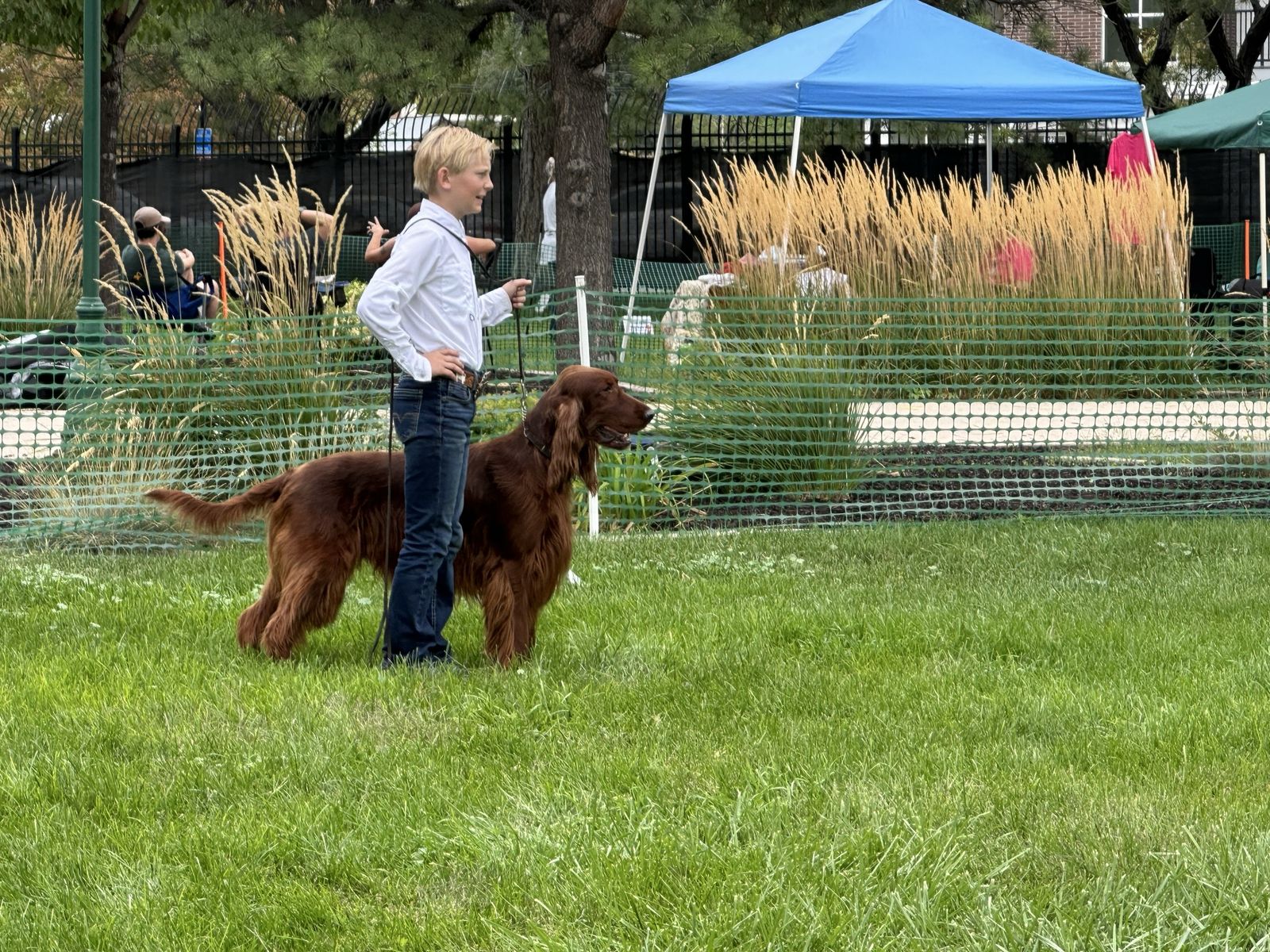 Champion bred Irish setter puppies