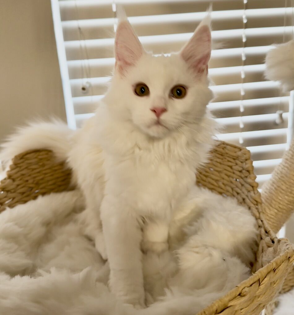 White Female Maine Coon Kittens Available Now