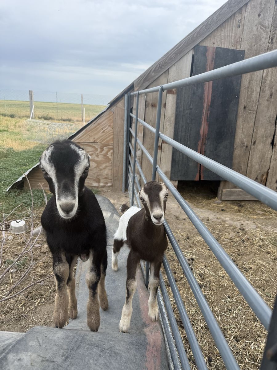 ADGA REGISTERED LAMANCHA BUCKLING