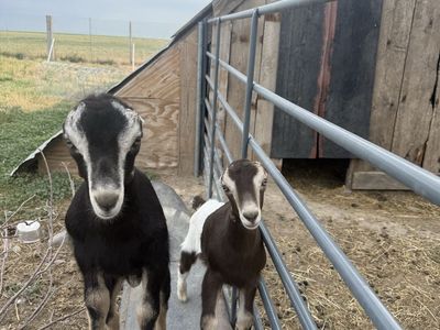 ADGA REGISTERED LAMANCHA BUCKLING