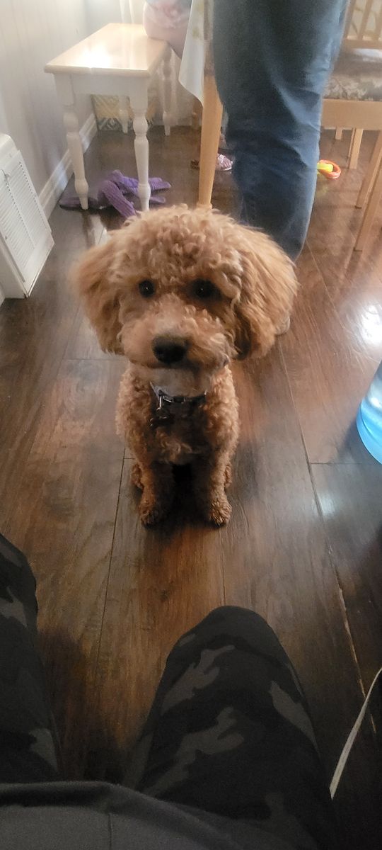 Dog