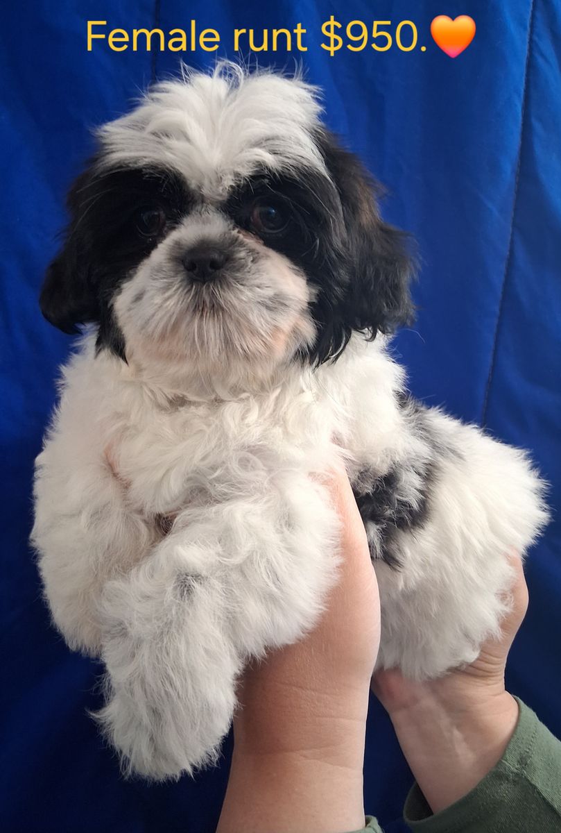 Shih Tzu female puppy purebred