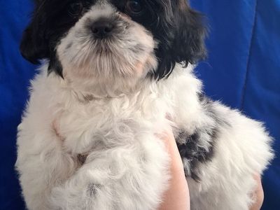Shih Tzu female puppy purebred