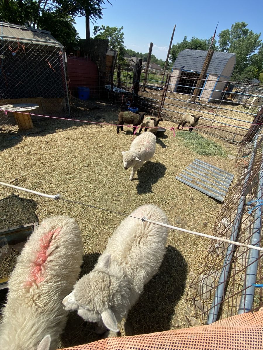 Sheep shearing