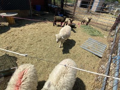 Sheep shearing