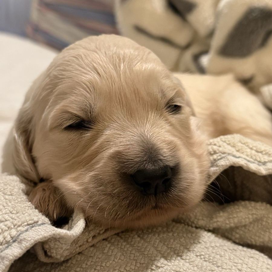 AKC English Cream Golden Retriever Puppies