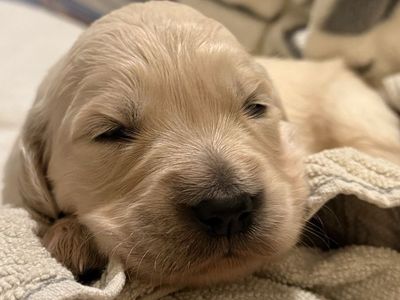 AKC English Cream Golden Retriever Puppies