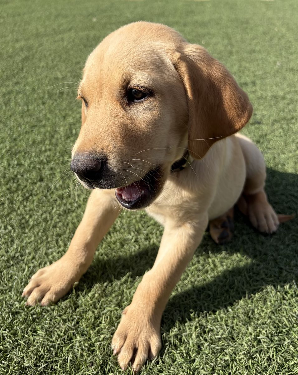 Red/Yellow Male AKC Labrador Retriever