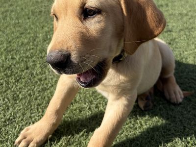 Red/Yellow Male AKC Labrador Retriever