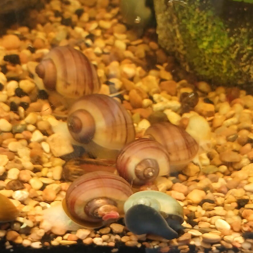 Mystery snails