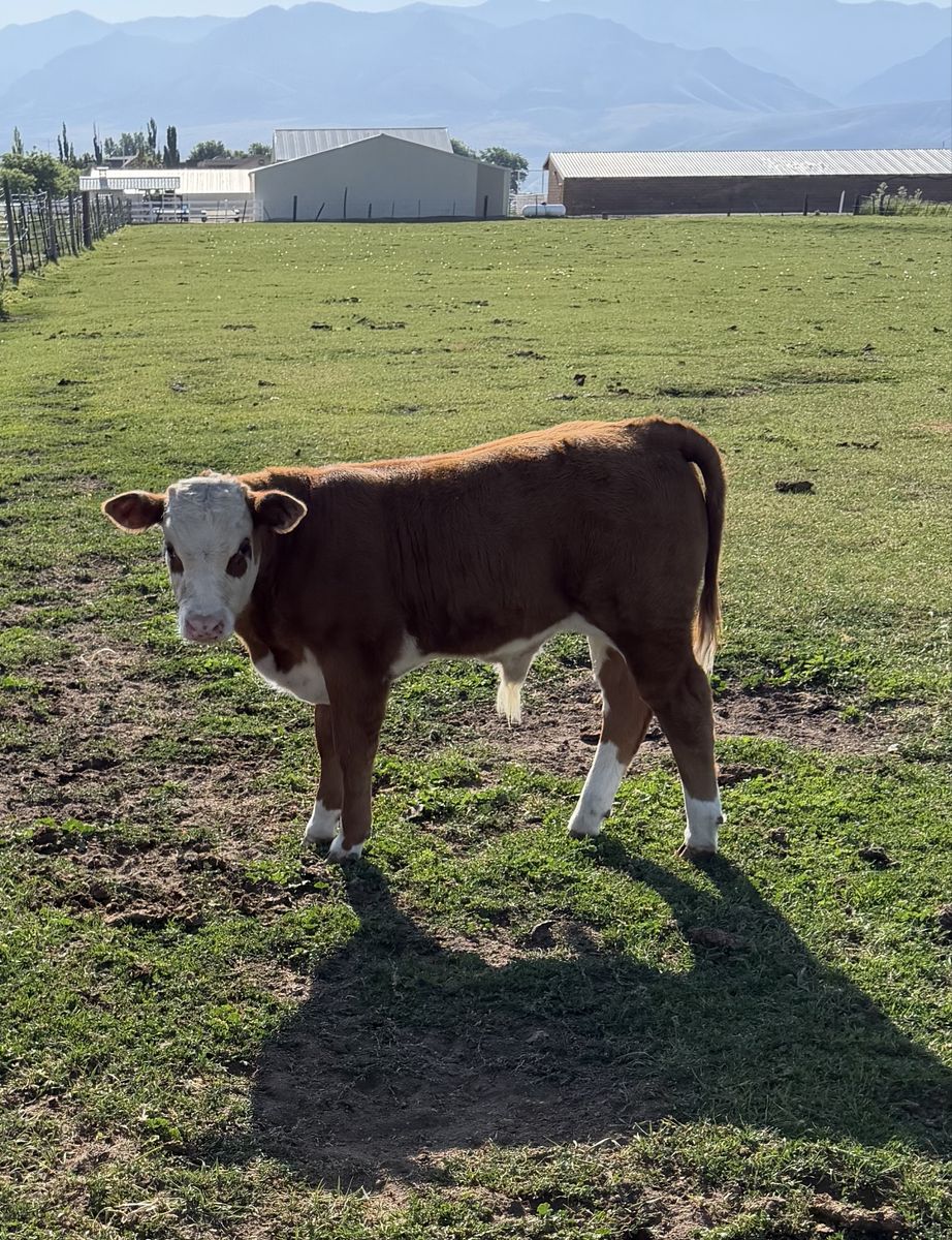 Calf - Healthy Young bull calf