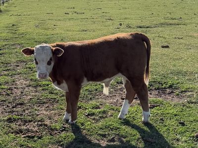 Calf - Healthy Young bull calf
