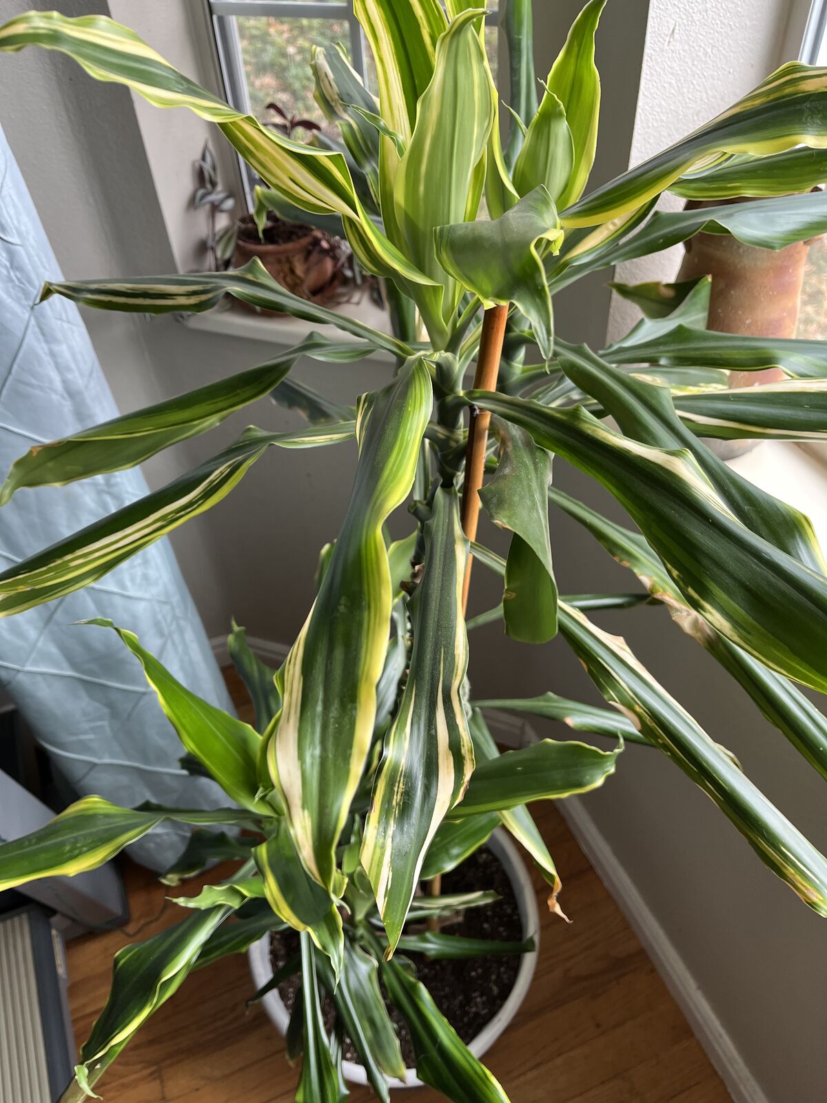Dracaena Plant